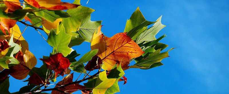 Herbst-Tipp: Rutschgefahren durch Nässe und Laub vorbeugen